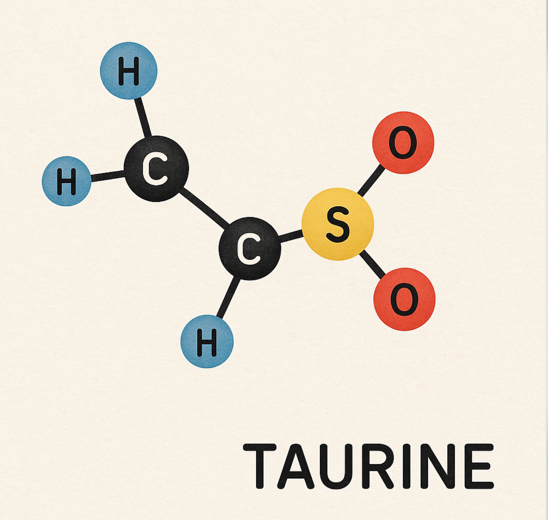 Pourquoi la Taurine intéresse tant le monde de la nutrition ?
