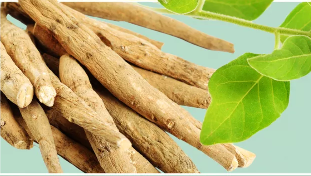 Ashwagandha KSM-66 : l'or  sacré de l'Ayurveda