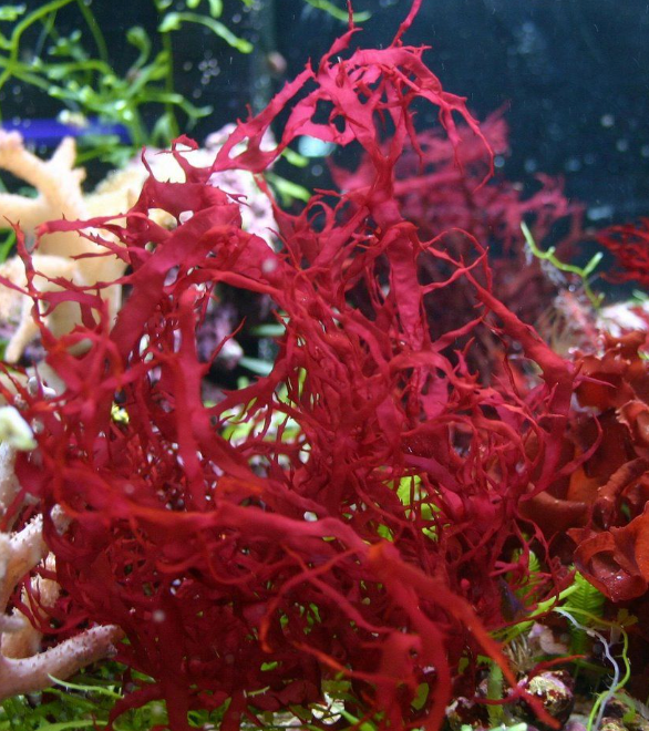 Pourquoi le lithothamne est l'allié méconnu du sportif ?