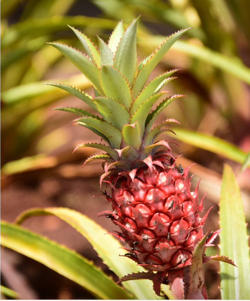 Bromelaïne : ce que dit la science