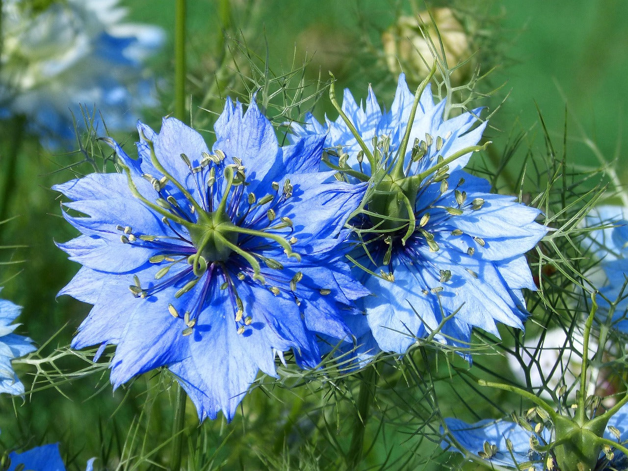 Le cumin noir ou graine de Nigelle ou Nigella Sativa : une graine aromatique aux multiples bienfaits
